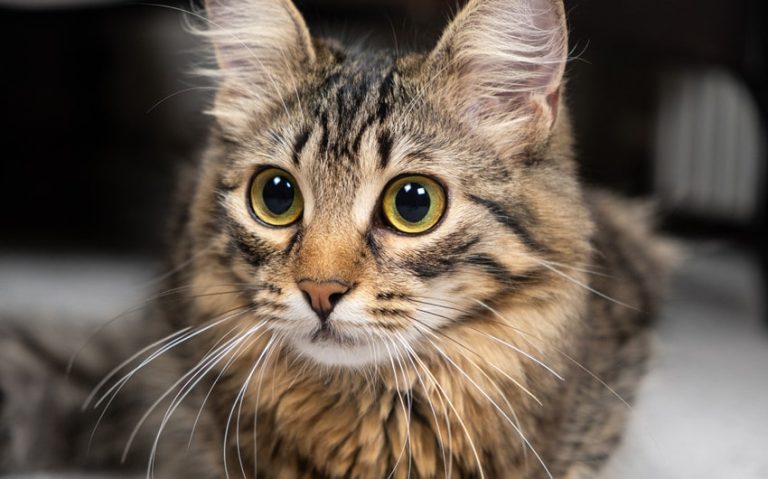 Why Do Cats’ Pupils Get Big? 6 Fascinating Reasons