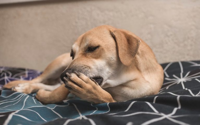 10 Causes of Dog Excessive Licking and How to Solve Them