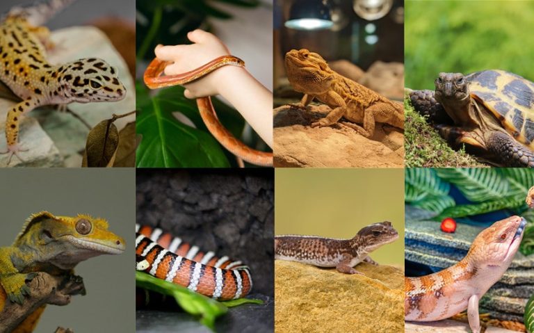 Top 8 Easiest Reptiles to Take Care Of: A Beginner’s Guide