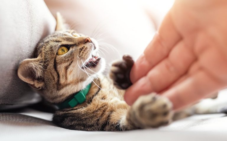 The Secret Language of Cats: Why Does My Cat Paw at Me?